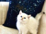 A Kali̇te Safkan Bri̇ti̇sh Shorthai̇r Goldenpoi̇nt Di̇şi̇