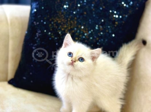 A Kali̇te Safkan Bri̇ti̇sh Shorthai̇r Goldenpoi̇nt Di̇şi̇