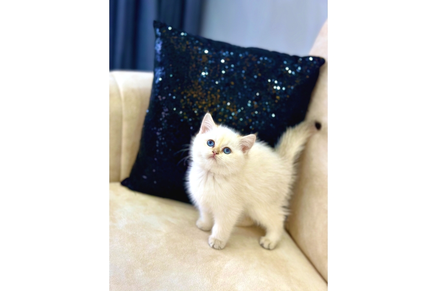A Kalİte Safkan Brİtİsh Shorthaİr Goldenpoİnt DİŞİ
