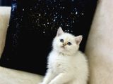 A Kali̇te Safkan Bri̇ti̇sh Shorthai̇r Goldenpoi̇nt Di̇şi̇