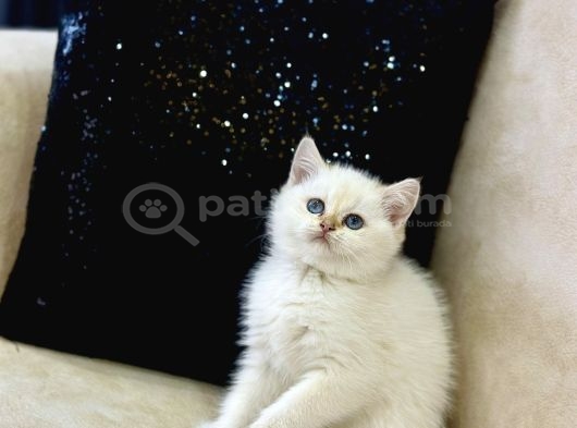 A Kali̇te Safkan Bri̇ti̇sh Shorthai̇r Goldenpoi̇nt Di̇şi̇ görsel