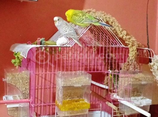 DİŞİ VE ERKEK  ÇİFT MUHABBET KUŞU YUMURTALARI İLE
