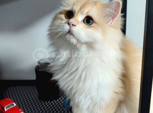 British Golden Longhair - By 12 - Erkek - 4 Aylık