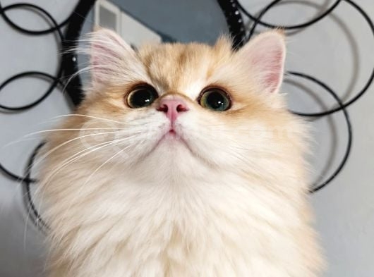 British Golden Shorthair - By 12 -dişi - 4 Aylık