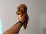 2 Aylık Toy Poodle Yavruları