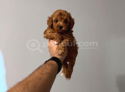 2 Aylık Toy Poodle Yavruları görsel