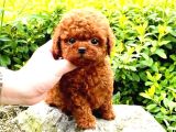 Orjinal Şecereli Anne Babanın Red Poodle Yavruları