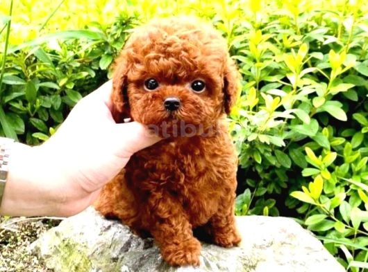 Orjinal Şecereli Anne Babanın Red Poodle Yavruları görsel