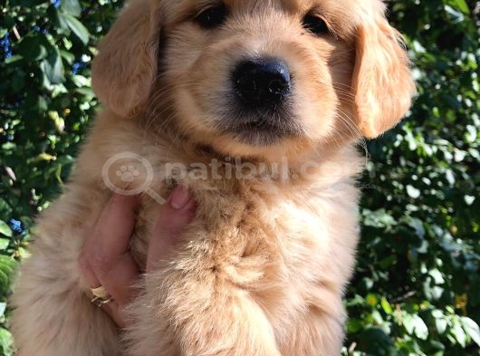 Golden Retriever görsel