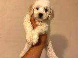 Toy Poodle Tadında Kıvırcık Beyaz Maltipoo Yavrumuz