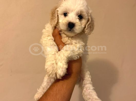 Toy Poodle Tadında Kıvırcık Beyaz Maltipoo Yavrumuz görsel