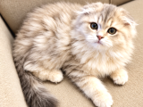 Üst Sekment Golden Ay 11 Longhair