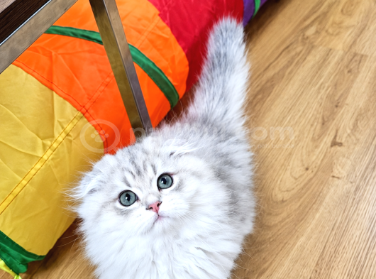 Üst Sekment Golden Ay 11 Longhair