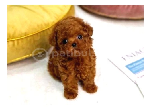 Orjinal Şecereli Anne Babanın Red Poodle Yavruları