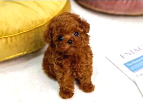 Orjinal Şecereli Anne Babanın Red Poodle Yavruları