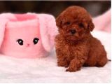 Orjinal Şecereli Anne Babanın Red Poodle Yavruları