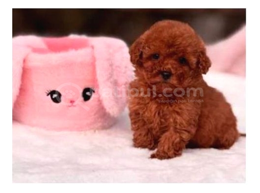 Orjinal Şecereli Anne Babanın Red Poodle Yavruları görsel
