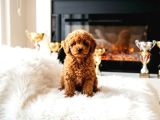 Orjinal Şecereli Anne Babanın Red Poodle Yavruları