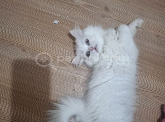 Safkan çok sağlıklı mutlu kartopları