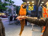 Ara Macaw Papağanimiz Hazir