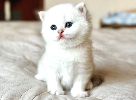 Masum Bebek Silver British Shorthair