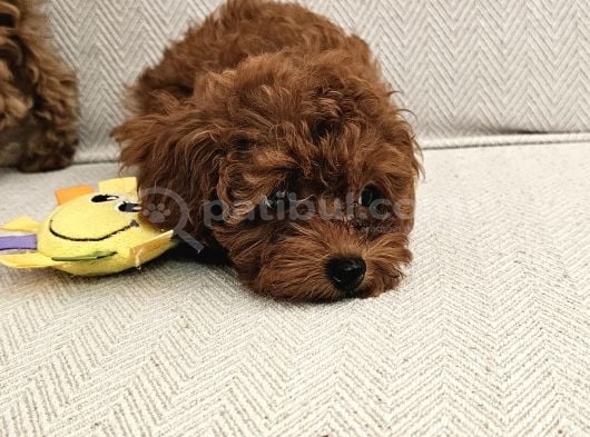 A secereli Ev üretimi Eğitimli toypoodle miniklerim