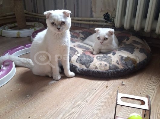 Safkan çok sağlıklı mutlu kartopları