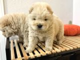 Mor Dil Chow Chow Yavrumuz