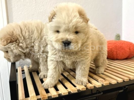 Mor Dil Chow Chow Yavrumuz görsel