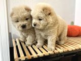 Mor Dil Chow Chow Yavrumuz