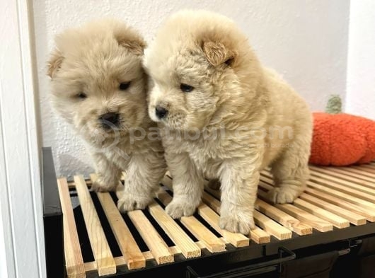 Mor Dil Chow Chow Yavrumuz görsel