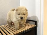 Mor Dil Chow Chow Yavrumuz