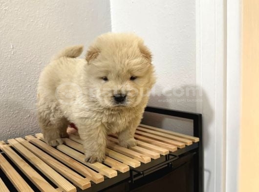 Mor Dil Chow Chow Yavrumuz görsel