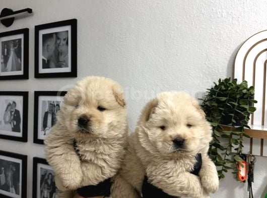 Mor Dil Chow Chow Yavrumuz