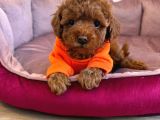 Red Toy Poodle Sevi̇mli̇ Yavrular