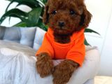 Red Toy Poodle Sevi̇mli̇ Yavrular
