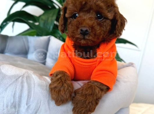 Red Toy Poodle Sevi̇mli̇ Yavrular görsel