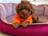 Red Toy Poodle Sevi̇mli̇ Yavrular