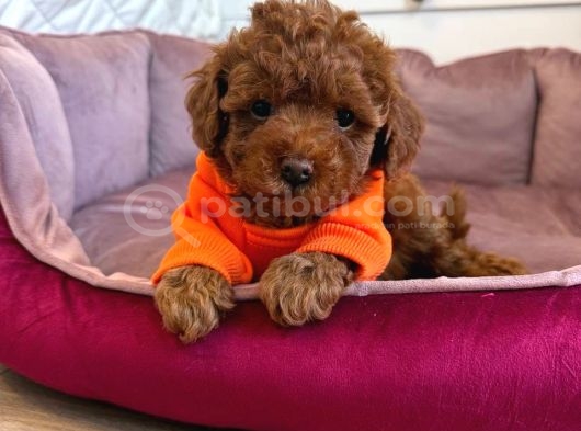 Red Toy Poodle Sevimli Yavrular