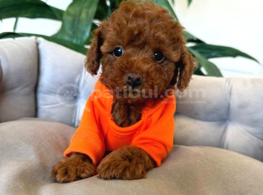 Red Toy Poodle Sevi̇mli̇ Yavrular görsel