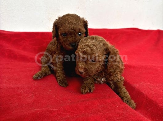Teacup Red Toy Poodle Erkek Yavrularım