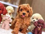 Sevi̇mli̇ Toy Poodle Yavrumuz