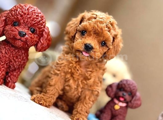 Sevi̇mli̇ Toy Poodle Yavrumuz görsel