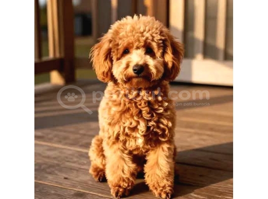 Sevimli Toy Poodle Yavrumuz
