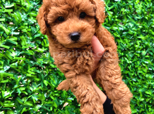 Minik Poodle Yavrularımız Yeni yuvalarını arıyor