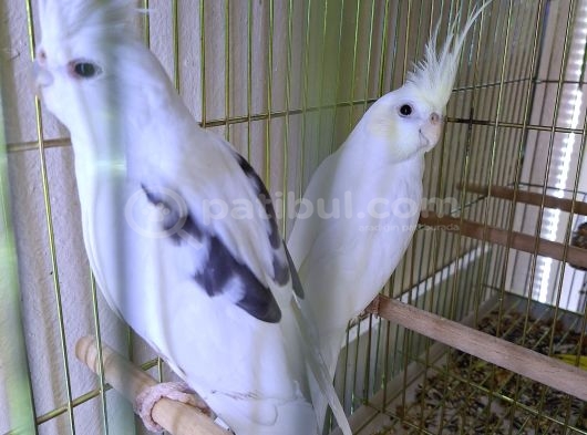 Yavru Alınmış Evcil Isırmaları Olmayan Heavy Pf Clir Takım