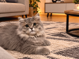 British Longhair