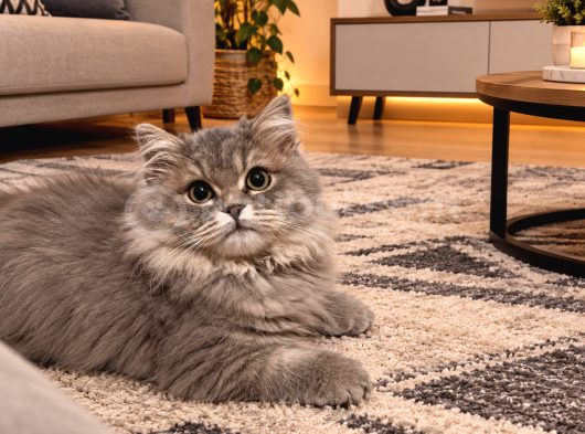 British longhair