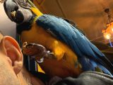 Ara Macaw Papağanimiz Hazir