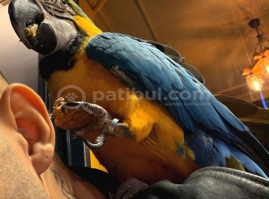 Ara Macaw Papağanimiz Hazir görsel